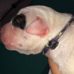 Dogo Argentino and Greyhound Puppies from Wayward Kennels