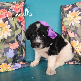 Camilla - female Newfypoo puppy in Hardin, Kentucky from Bluegrass Newfypoos