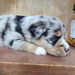 Miniature Australian Shepherd and Toy Australian Shepherd Puppies from Beasley Acres Aussies