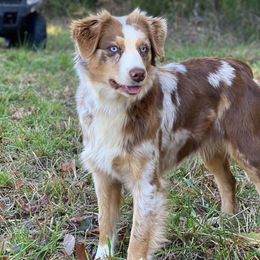 Ruby May - Miniature Australian Shepherd