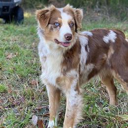Ruby May - Miniature Australian Shepherd
