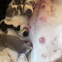 Bulldog Puppies from Jesus Santiago