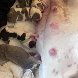 Bulldog Puppies from Jesus Santiago