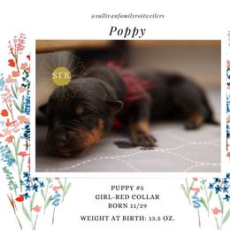 Poppy- Red Collar - Rottweiler puppy in Vancouver, Washington from Sullivan Family Rottweilers