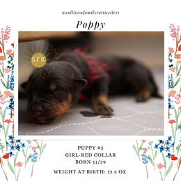 Poppy- Red Collar - Rottweiler puppy in Vancouver, Washington from Sullivan Family Rottweilers