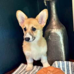 Lulu's Pink Girl - Ready NOW - Red female Pembroke Welsh Corgi puppy in Vilonia, Arkansas from Lucky Pups Corgis