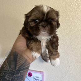 Peach - Chocolate and tan female Shih Tzu puppy in Live Oak, California from Irma's Shih Tzus