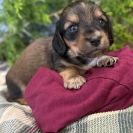 Mickey - Cream male Dachshund puppy in Mountain Home, Arkansas from Furry Friends Kennel