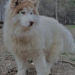 Elan - Siberian Husky