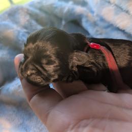 Savannah - Black female Shih Tzu puppy in Claxton, Georgia from Small Pawz Shih tzu