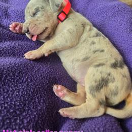 Pink collar - Merle female Great Dane puppy in Ulen, Minnesota from Hogenson Family Farm