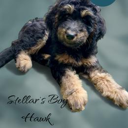 Bernedoodle and Goldendoodle Puppies from Paws 4 Doodles, LLC
