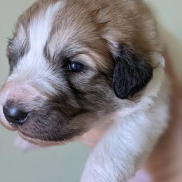 Colorado Mountain Dog Puppies from Four Winds Farm