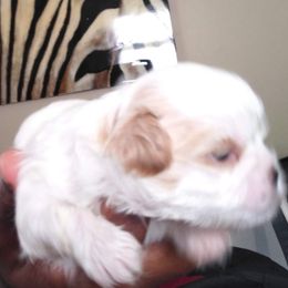 Shih Tzus from Williams dog's