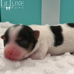 Hayes - Black and white male Companion Cross puppy in Scottsdale, Arizona from Lil Luxe Pups