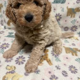 Blue-Mini - Cream male Goldendoodle puppy in Millville, New Jersey from Michelle's Doodles
