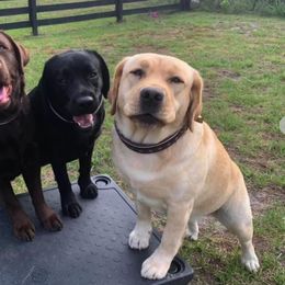 Belgian Malinois and Labrador Retrievers from Clarisma K9’s