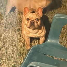 Simba - Liver male French Bulldog puppy in Humble, Texas from Mary_Lands_dog_kennels