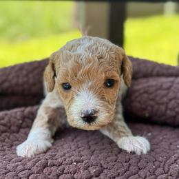 Kettle Corn - Apricot female Goldendoodle puppy in Wharton, Texas from Little Fur Friends
