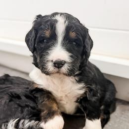 Purple - Tri-color female Bernedoodle puppy in Marne, Michigan from MI Doodles