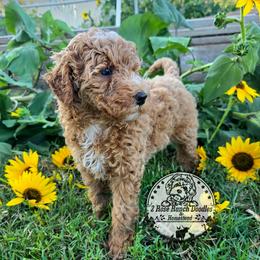 Curly Apricot - Yellow and white male Bernedoodle puppy in Graham, Texas from 2 Rose Ranch Doodles