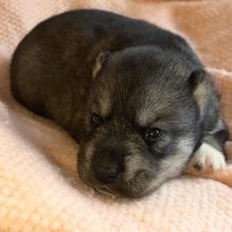 Cinder - Agouti and white female Siberian Husky puppy in Mechanicsville, Virginia from Shinko Siberians