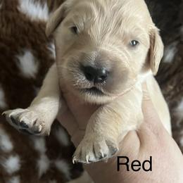 Red - Golden female Golden Retriever puppy in Jesup, Georgia from Painted Platinum Retrievers (Painted Platinum Kennel) PPK