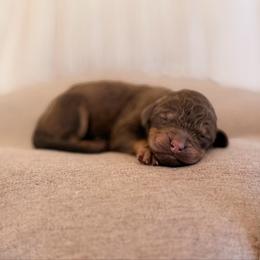 Hollister - Phantom female Poodle puppy in Hartwell, Georgia from Lake Hartwell Standard Poodles