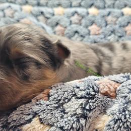 Cy - Blue merle male Miniature Australian Shepherd puppy in Deer Park, Washington from Rodeo Aussies