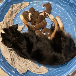 Australian Shepherd and Poodle Puppies from The Mason Farm