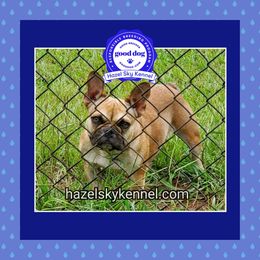 Mycah - French Bulldog