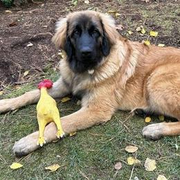 Leonberger and Miniature Australian Shepherd Puppies from Bear Pond Aussies / Leonbergers of Maine