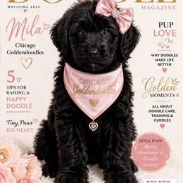 Yellow collar MILA - Black female Goldendoodle puppy in Aurora, Illinois from Chicago Goldendoodles
