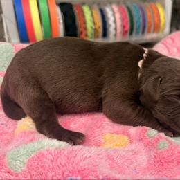 Light pink female - Chocolate female Labrador Retriever puppy in Gainesville, Georgia from Rucker Retrievers