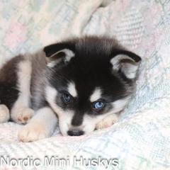 Boy 1 - Black and white male Alaskan Klee Kai puppy in Klamath Falls, Oregon from Nordic Mini Huskys