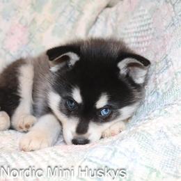 Boy 1 - Black and white male Alaskan Klee Kai puppy in Klamath Falls, Oregon from Nordic Mini Huskys