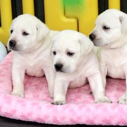 Available male puppy - Yellow male Labrador Retriever puppy in Lakeside, California from Labs To Love