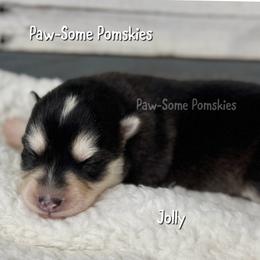 Jolly - Black and white female Pomsky puppy in Krum, Texas from Paw-Some Pomskies