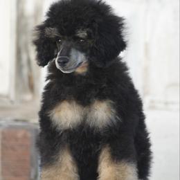 Ulysses - Phantom female Poodle puppy in Orem, Utah from First Class Poodles