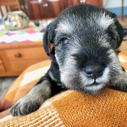 Miniature Schnauzer Puppies from MoonShadows Miniature Schnauzers