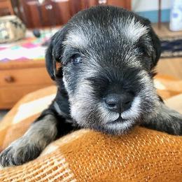 Miniature Schnauzer Puppies from MoonShadows Miniature Schnauzers