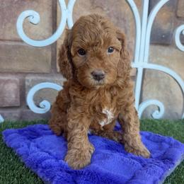 Jerome - Red male Cavapoo puppy in Central, Arizona from Desert Valley Doodles