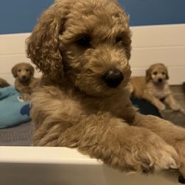 Goldendoodle Puppies from Goldendoodles of Anchor Bay