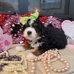 Female 5 - Tri-color female Bernedoodle puppy in Wytheville, Virginia from Pine Brook Pups