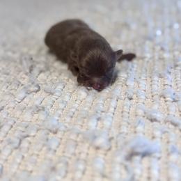 Gatsby - Chocolate male Pomeranian puppy in Canandaigua, New York from Fingerlakes Pomeranians