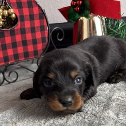 Elsie - Black and tan female Dachshund puppy in Gilbertsville, Kentucky from DeLaunes Dachshunds