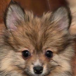 STORMI - Cream sable female Pomeranian puppy in El Centro, California from BabyBooPoms