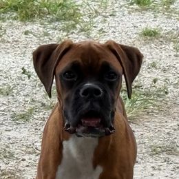 Sage - Fawn female Boxer puppy in New Smyrna Beach, Florida from Beachside Boxers and Frenchies