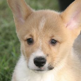 Companion Crosses, Miniature Australian Shepherds, and Pembroke Welsh Corgis from Dakota Toy Aussies