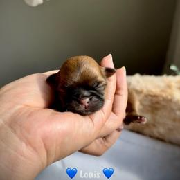 Louis - Sable male Shih Tzu puppy in Frederick, Maryland from Shih Tzu Puppy in Maryland